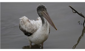 Alaplı Çayı'nda tepeli pelikan görüldü