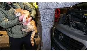 Veterinere götürülürken kaçan kedi, kamyonetin motorundan çıkarıldı