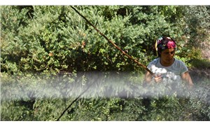 CHP’den ‘zeytinlikleri yağmalama yönetmeliğine’ iptal davası