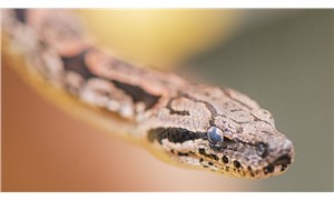 Araştırma: Boa yılanları, kendileri nefessiz kalmadan avlarını nasıl boğuyor?