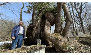 Bartın'da bir ağacı, üzerinde 'Allah' yazdığı iddiasıyla anıt ağaç olarak tescillediler