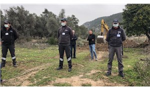 CHP'li vekillerden zeytin tepkisi: Devletin koruması gereken zeytin alanlarını vatandaş korumaya çalışıyor