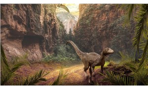 Dinozorları yok eden gök taşıyla bağlantılı ilk fosil bulunmuş olabilir
