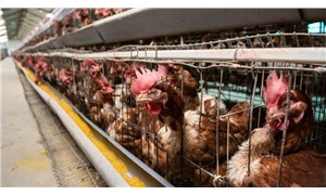 100 milyon tavuk kafeslerde hapis