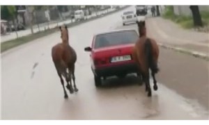 Atları otomobiline bağlayıp çeken sürücüye 8 bin 132 TL ceza