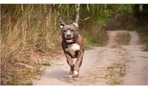 Savcılık, pitbull cinsi köpeği silah saydı