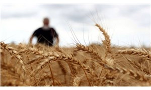 Türkiye'nin 'alternatif' olarak gördüğü Hindistan, buğday ihracatını yasakladı