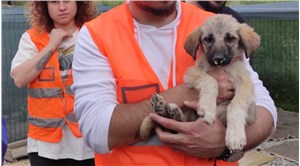 Ankara'da barınağa zehirli kemik attılar: 2 yavru köpek öldü