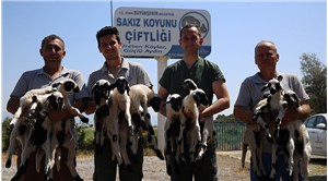 Aydın Büyükşehir Belediyesi’nin hayvancılık projesi her geçen gün büyüyor: Sakız Koyunu Çiftliği’nde doğumlar başladı