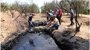 Manisa'da zeytin bahçesinden siyah sıvı çıktı: Köylülerde 'petrol' heyecanı