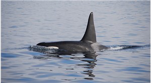 Ötenazi yapılması planlanan katil balina doğal nedenlerle öldü