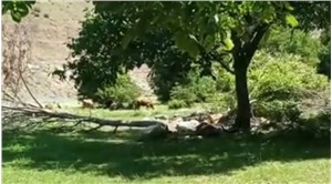 Artvin’de HES için kesilen ceviz ağaçları, kesildikten sonra damgalandı