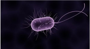 Karayipler'de "dünyanın en büyük bakterisi" keşfedildi