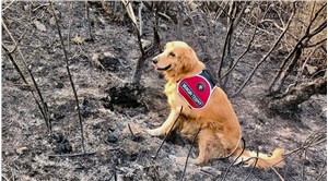 Marmaris'te yangının başlangıç noktasını köpek 'Kadro' buldu