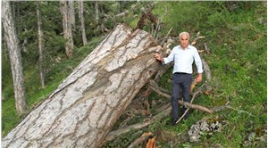 AKP’li vekil, anıt ağaç katliamına tepki gösterdi: 500 ila 1200 yaşlarındaydılar!
