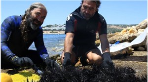 Akdeniz'de dikenli zehirli deniz kestanesi istilası