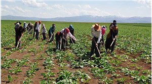 CHP'li Tutdere'den Tarım Bakanlığı'na çağrı: Tarım işçilerine emeklerinin karşılığı verilsin