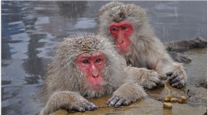 Japonya’da maymunlar 42 kişiyi yaraladı, polislere bayıltıcı tabanca dağıtıldı