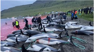 Faroe Adaları'nın Grindadrap Festivali'nde 100 şişeburunlu yunus katledildi