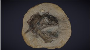İngiltere'de 'vahşi görünümlü' balık fosili bulundu