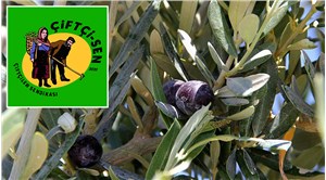 Çiftçi-Sen: AKP ve şirketler zeytinlik alanların talanı için hamle yapıyor