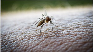 İtalya'da Batı Nil Virüsü vaka sayısı 94'e çıktı