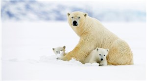 Norveç’te Fransız turisti yaralayan kutup ayısı katledildi