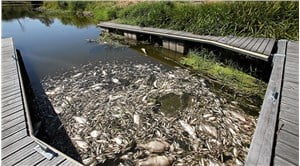 Avrupa'da 10 ton balığın öldüğü 'ekolojik felaket' araştırılıyor