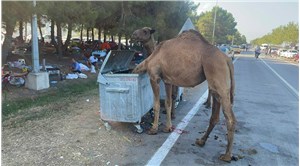 Samsun'da aç kalan develer sahile indi