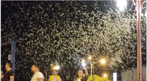 Ardahan'da milyonlarca 'bir gün sineği' ölüm uçuşunu yapıp hayata veda etti