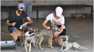 'İşaretlenen sokak köpekleri öldürülüyor' iddiası: Hayvan Hakları Komisyonu'ndan Havrita’ya kapatma davası