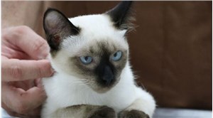 Kardeşi kuyruğuna yapışık doğan kedi sağlığına kavuştu: "Dünyada bilinen ikinci vaka"