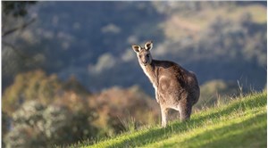 Avustralya'da bir kişi, evinde beslediği kangurunun saldırısında öldü