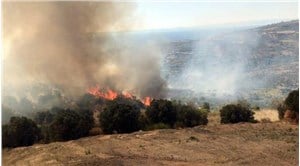 Şarköy'de yangın: 50 dönümlük zeytinlik yandı