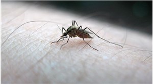 Bakanlıktan sivrisineklere karşı 'rehber': Uzun kollu kıyafet, cibinlik, sineklik önerileri