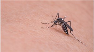 Prof. Dr. Kadıoğlu: Sivrisineklerde artış var
