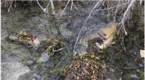 Bolu'da içme suyu barajında balık ölümlerine inceleme