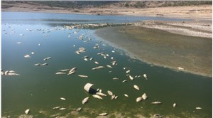 Bakırçay’da toplu balık ölümleri
