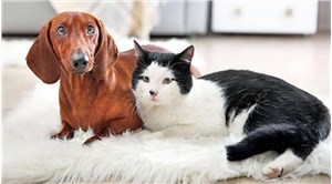 Evcil hayvan sahiplerine uyarı: Kimliklendirilme için son tarih 31 Aralık