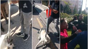MHP'li belediye ekipleri, kısır sokak köpeklerini 'kısırlaştırma' bahanesiyle topladı