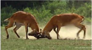 TRT Belgesel’de, Uganda Kob Antiloplarının cinsel organı sansürlendi