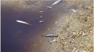 Hasanağa Deresi'nde balık ölümleri: Bu kirliliği görmek için birinin ölmesi mi gerekecek?