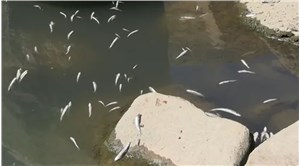 Zilan Çayı’nda balık ölümleri: "Yaşanan ölümler doğal değil"