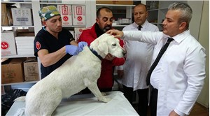 Evcil hayvanlar için zorunlu hale getirilmişti: Çip için yasal süre 31 Aralık’ta doluyor