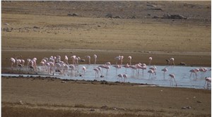 Tuz Gölü'nde kuraklık arttı: Flamingolar göç ediyor