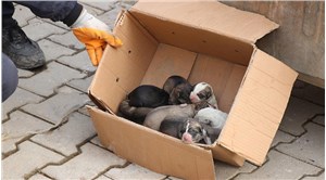 Siirt’te çöp konteynerine atılan 9 yavru köpek son anda fark edildi