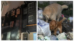 Fatih'te metruk binada yangın: 2 köpek kurtarıldı