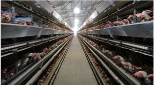 Rapor: 92 markadan 51’i kafes yumurtasını terk edeceğini açıkladı