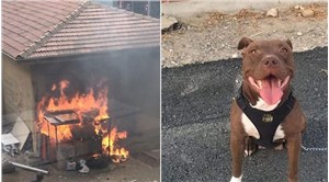 İzmir'de, kulübedeki köpeği yakarak öldüren sanık tahliye edildi!