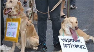 Zeytinburnu'nda bir köpek yakılarak öldürüldü!